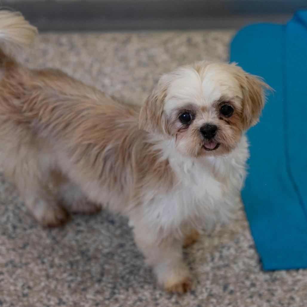 Silk (AG26-197), Adoptable, Senior Female Shih Tzu.