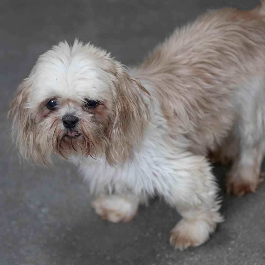 Enlarge Silk (AG26-197), a Adoptable Shih Tzu in Peyton, CO image 2/6