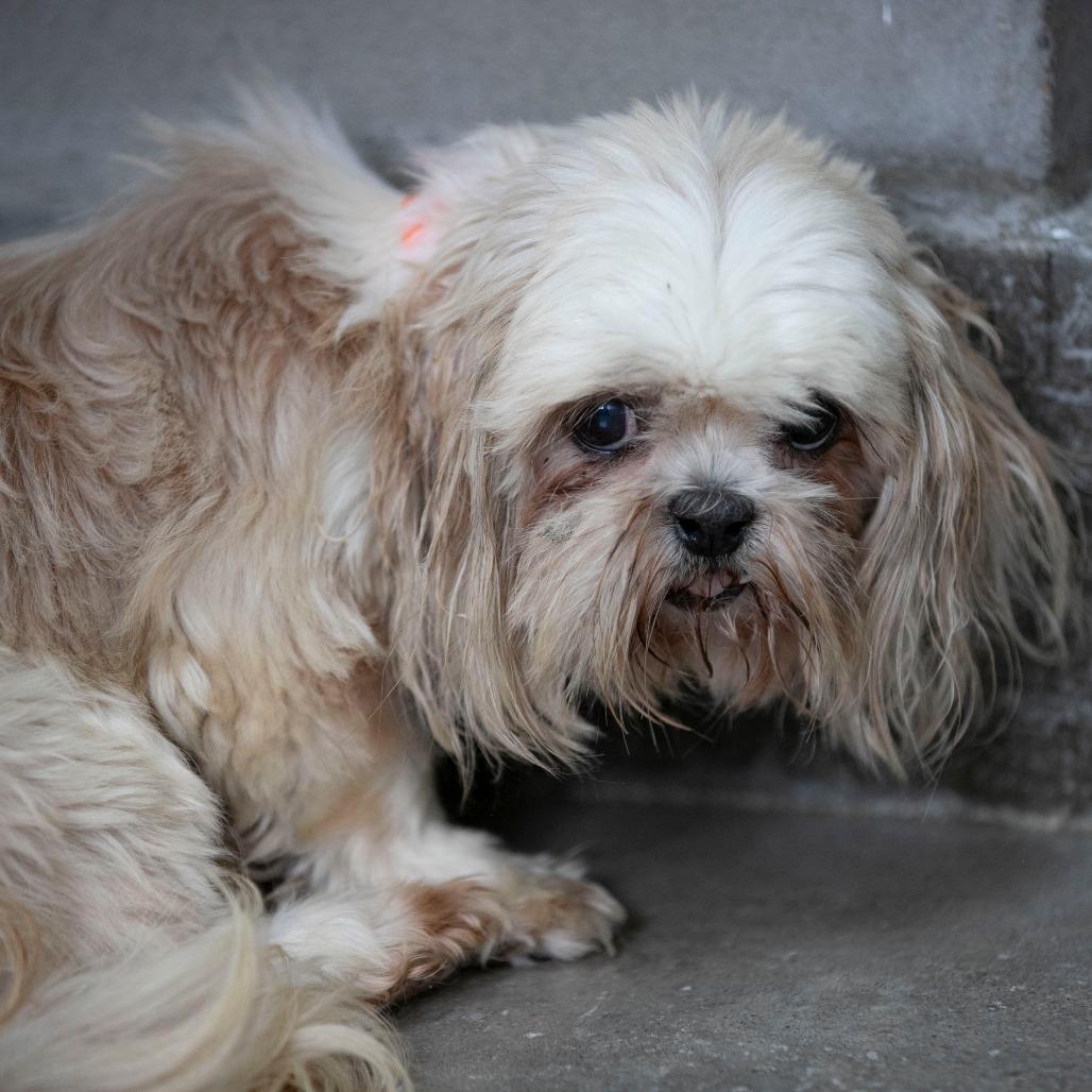 Enlarge Silk (AG26-197), a Adoptable Shih Tzu in Peyton, CO image 3/6