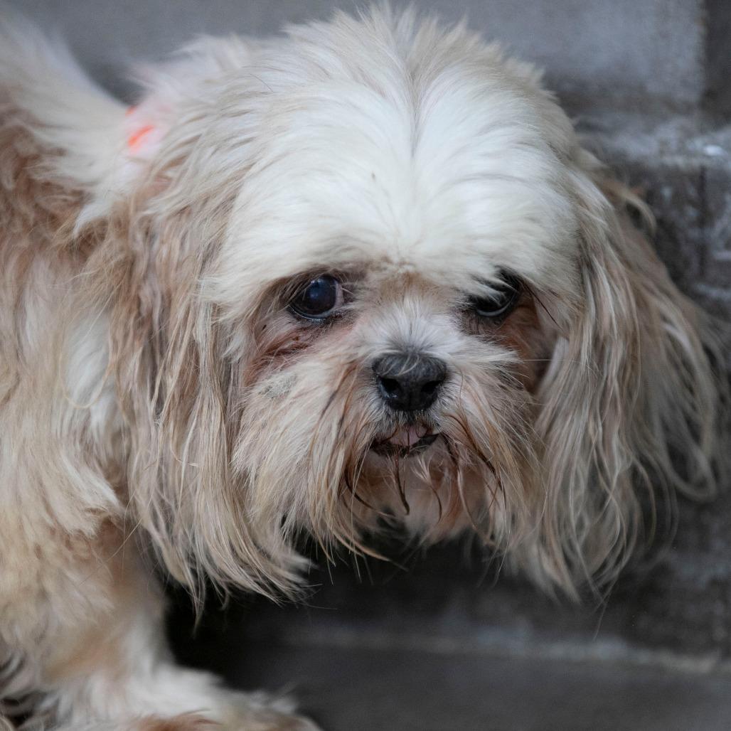 Enlarge Silk (AG26-197), a Adoptable Shih Tzu in Peyton, CO image 4/6
