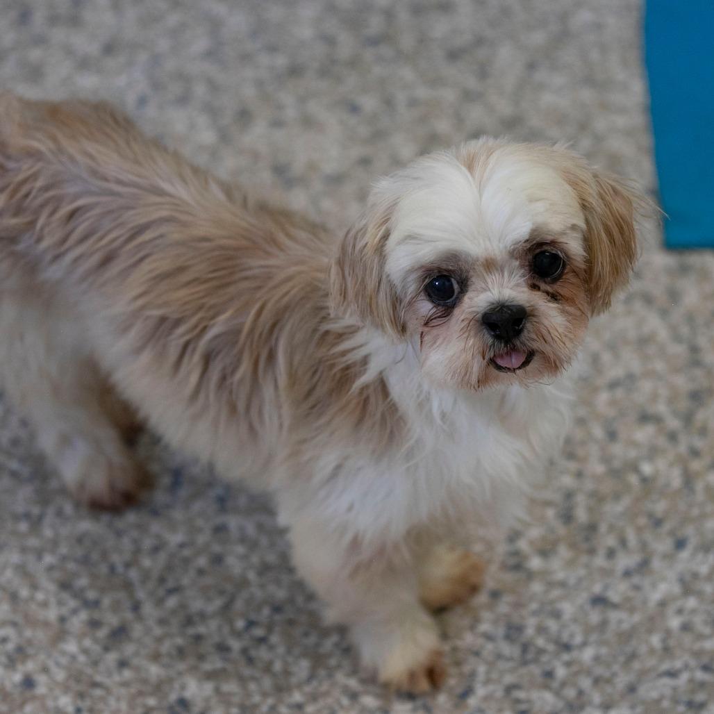 Enlarge Silk (AG26-197), a Adoptable Shih Tzu in Peyton, CO image 5/6