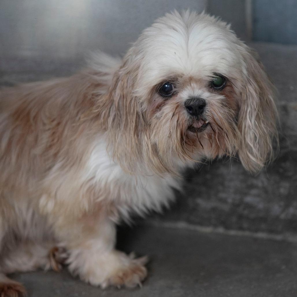 Enlarge Silk (AG26-197), a Adoptable Shih Tzu in Peyton, CO image 6/6