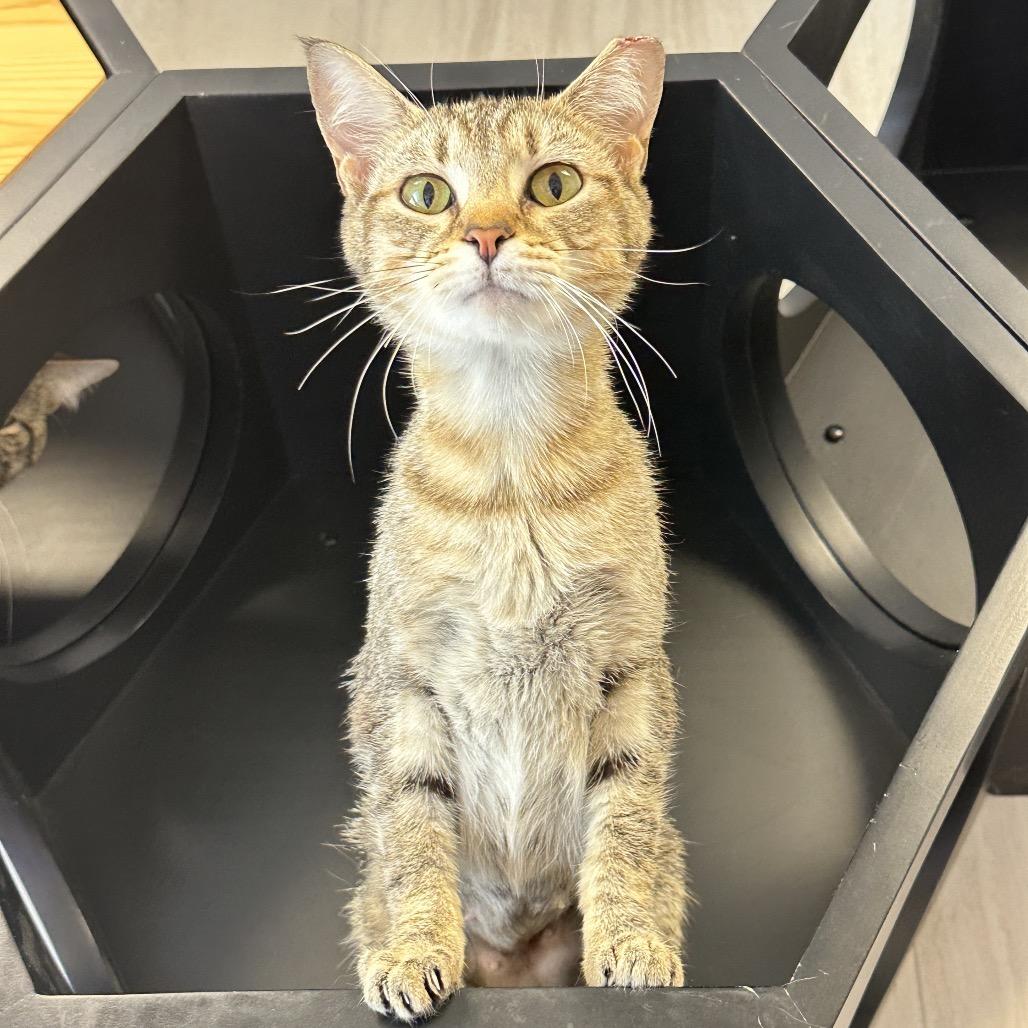 TinyTot, Adoptable, Young Female Domestic Short Hair.