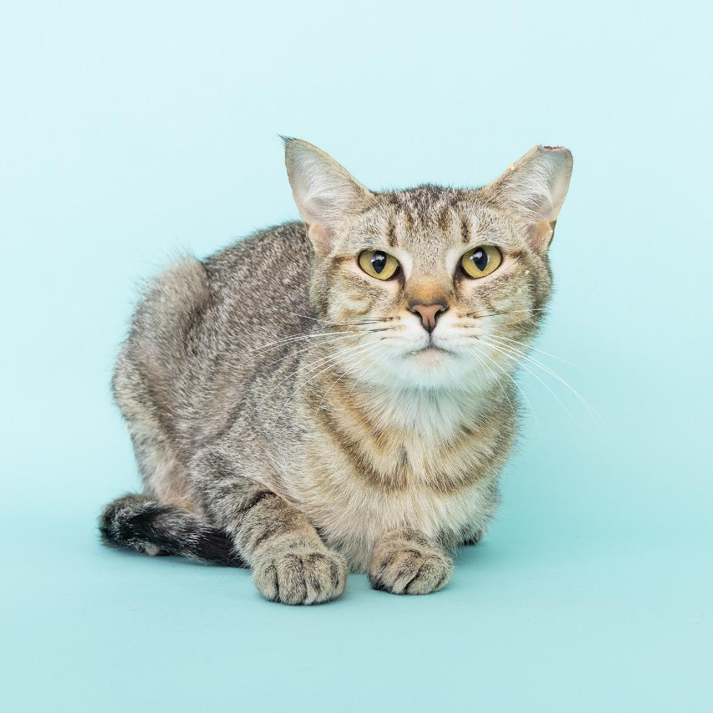 Enlarge TinyTot, a Adoptable Domestic Short Hair in Franklin, TN image 2/5