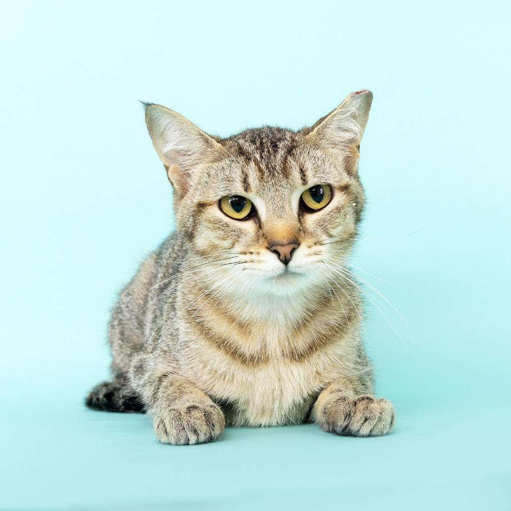 Enlarge TinyTot, a Adoptable Domestic Short Hair in Franklin, TN image 4/5
