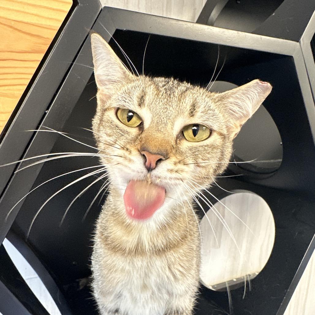 Enlarge TinyTot, a Adoptable Domestic Short Hair in Franklin, TN image 5/5
