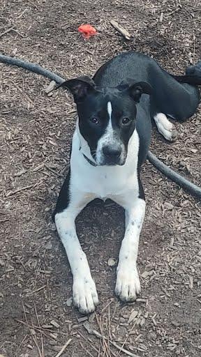 Enlarge Cleo, a Adoptable Mixed Breed in Chamblee, GA image 1/3