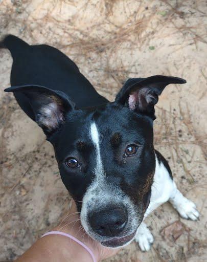 Enlarge Cleo, a Adoptable Mixed Breed in Chamblee, GA image 1/3