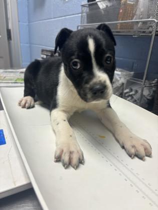 Enlarge Cleo, a Adoptable Mixed Breed in Chamblee, GA image 2/3