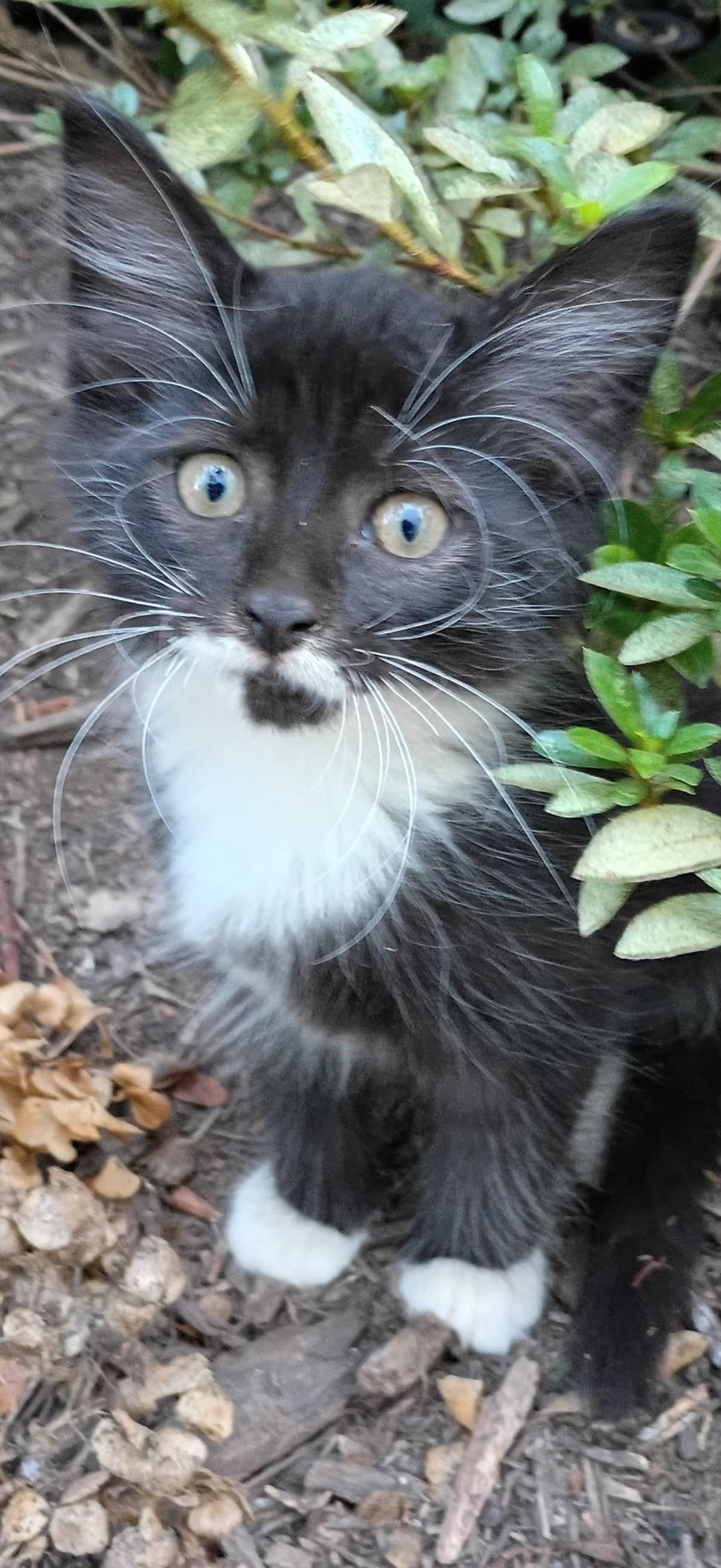 Benji, Adopted, Kitten Male Domestic Medium Hair.