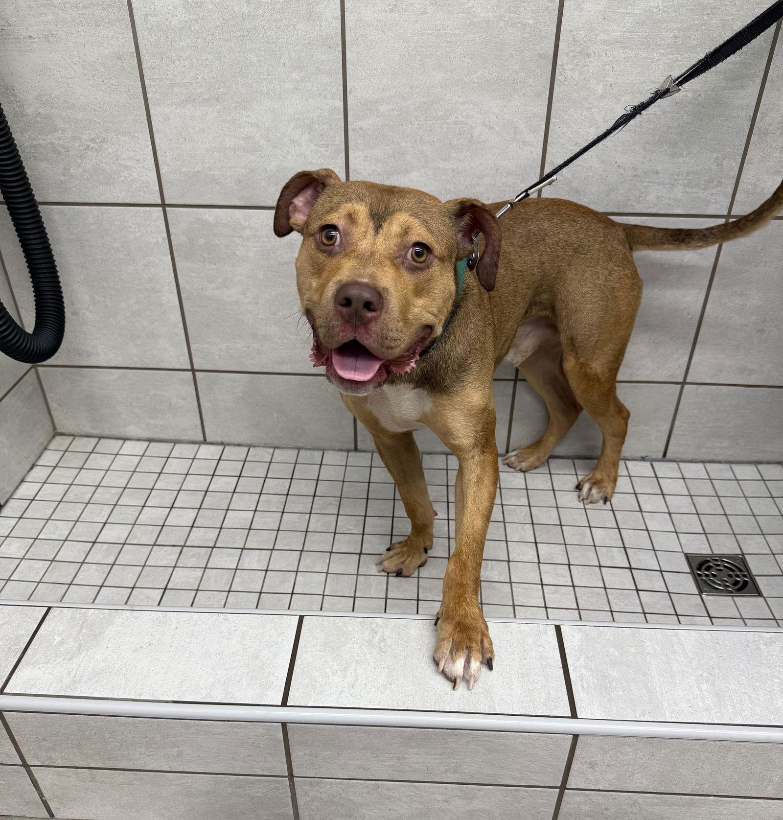 Dexter, a Adopted Pit Bull Terrier in Rockville, MD image 1/3