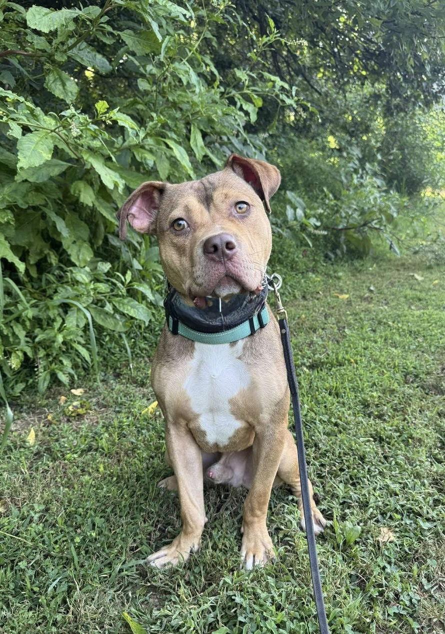 Dexter, a Adopted Pit Bull Terrier in Rockville, MD image 2/3