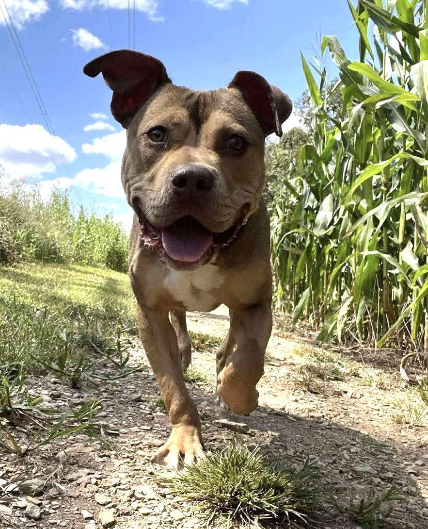 Dexter, a Adopted Pit Bull Terrier in Rockville, MD image 3/3