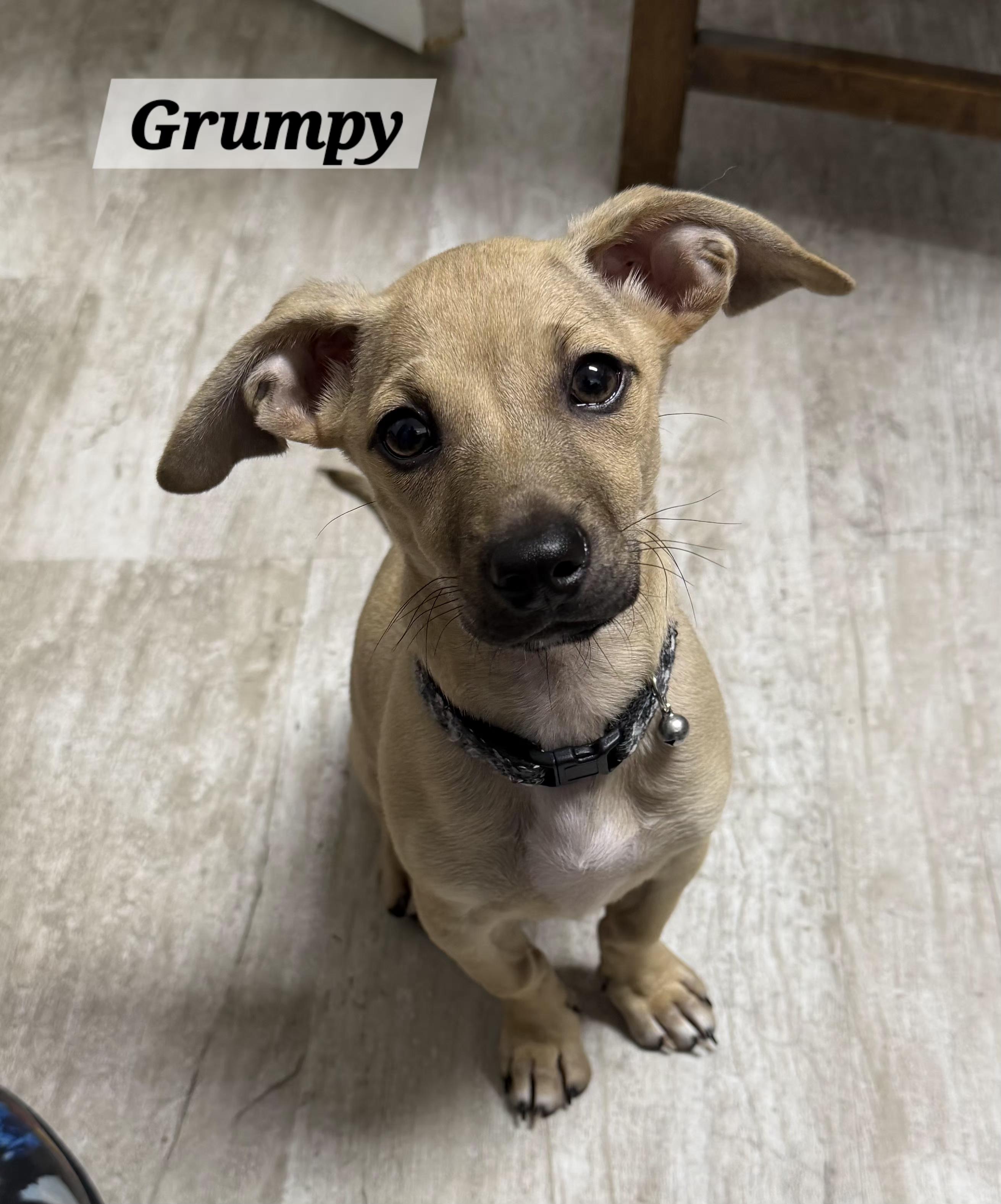 Enlarge Grumpy, an adopted mixed breed in Urbana, OH image 1/1