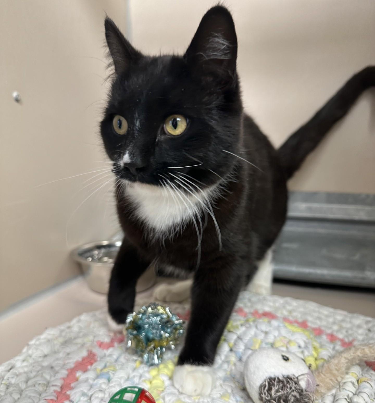 Enlarge 60740224, an adopted Domestic Short Hair in Elko, NV image 1/1
