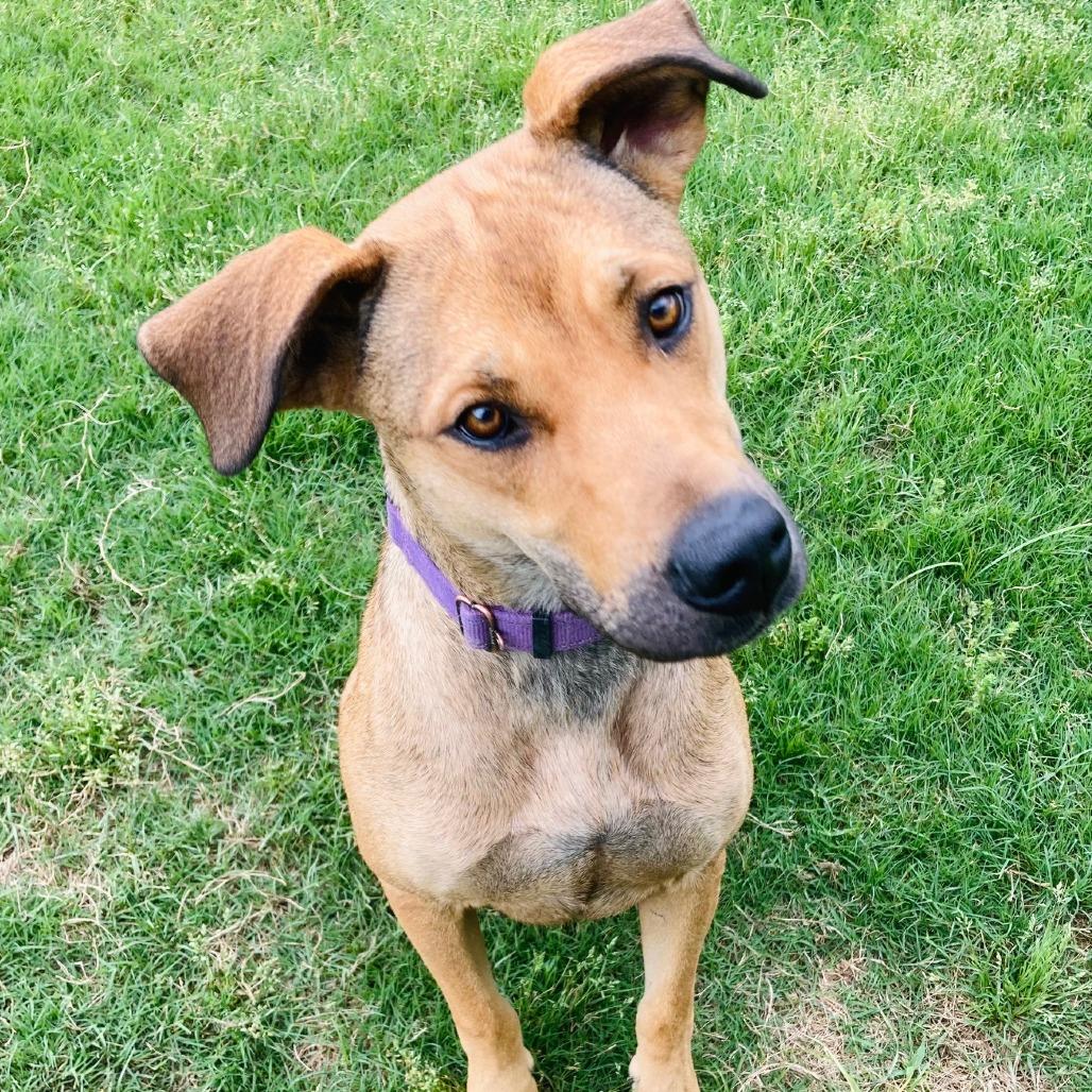 Perdita, Adoptable, Adult Female Mountain Cur & Mixed Breed.