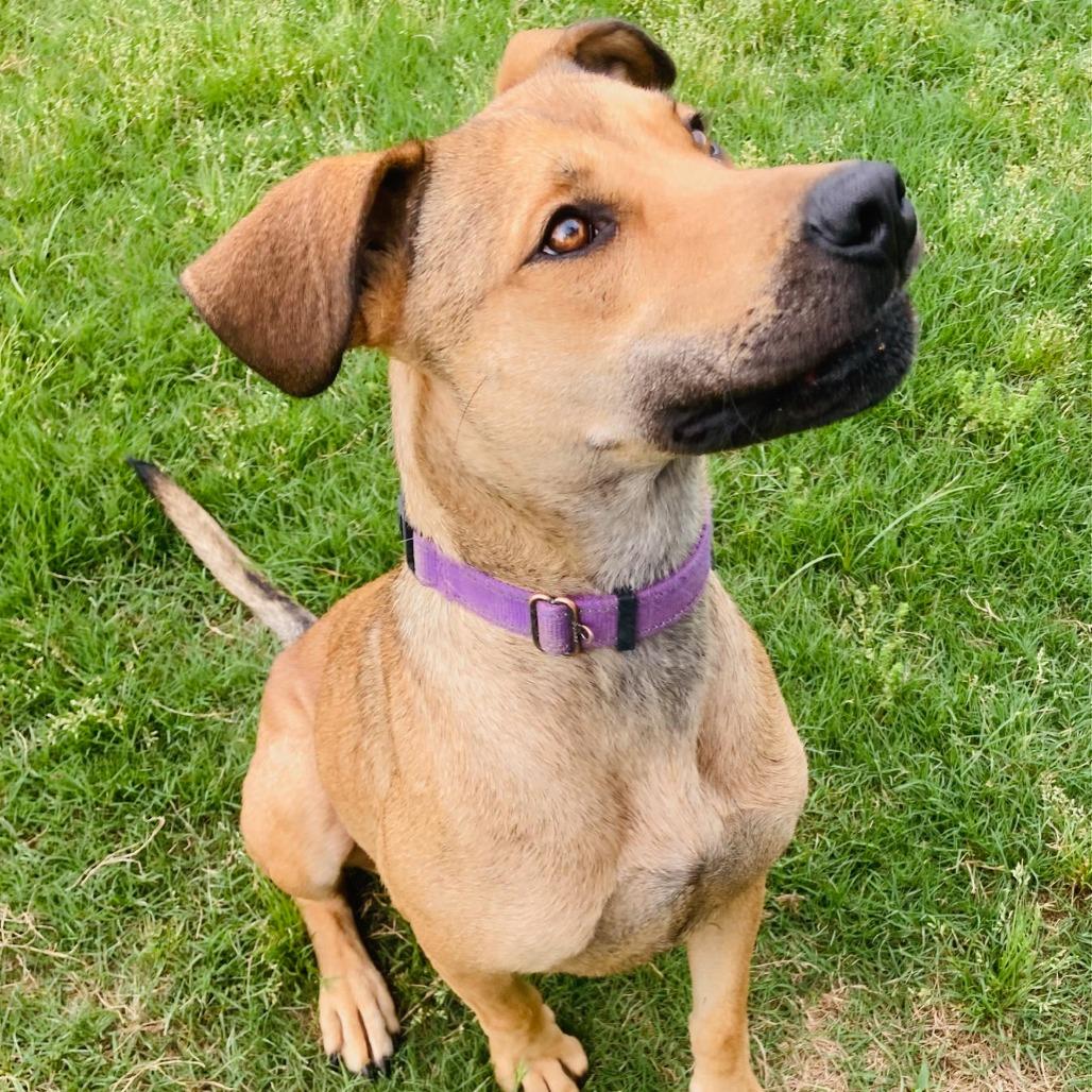 Perdita, a Adoptable mixed breed in Cabot, AR image 2/4