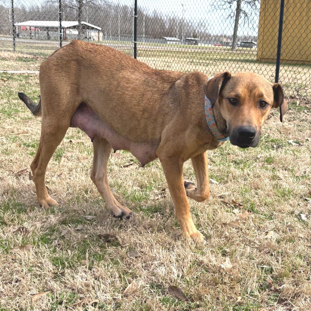 Enlarge Perdita, a Adoptable mixed breed in Cabot, AR image 1/3