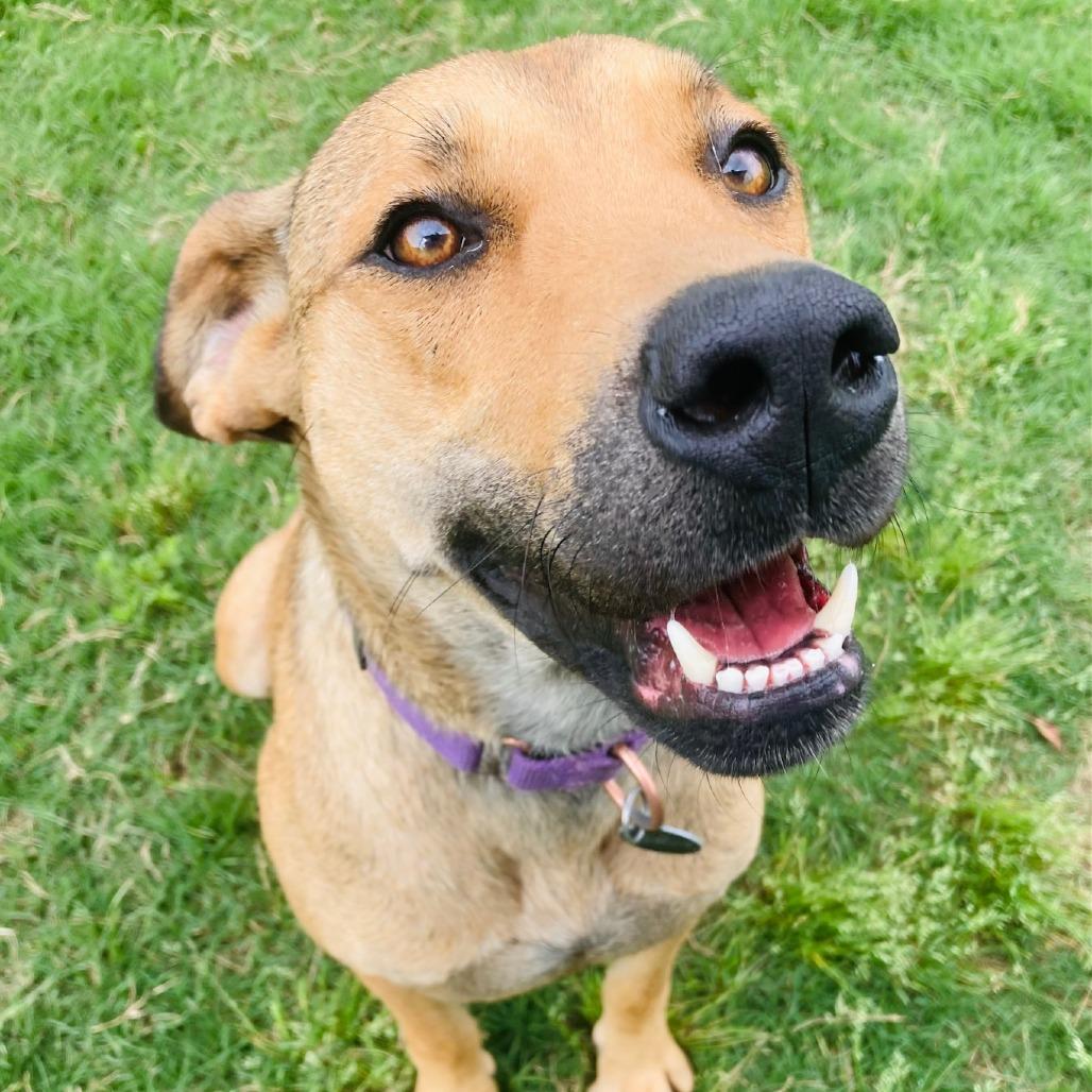 Perdita, a Adoptable mixed breed in Cabot, AR image 3/4