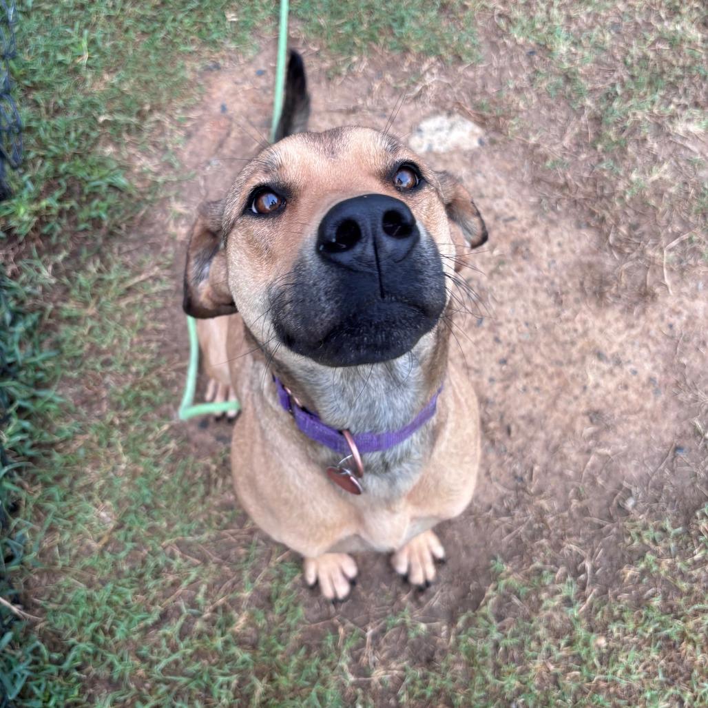 Enlarge Perdita, a Adoptable mixed breed in Cabot, AR image 4/6