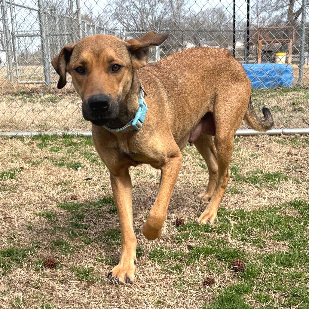 Enlarge Perdita, a Adoptable mixed breed in Cabot, AR image 2/3
