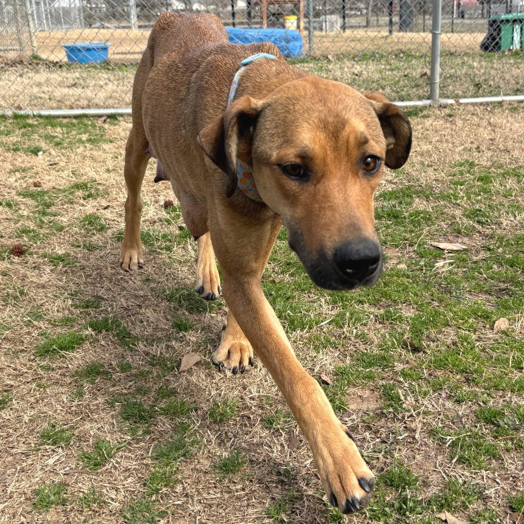 Enlarge Perdita, a Adoptable mixed breed in Cabot, AR image 3/3