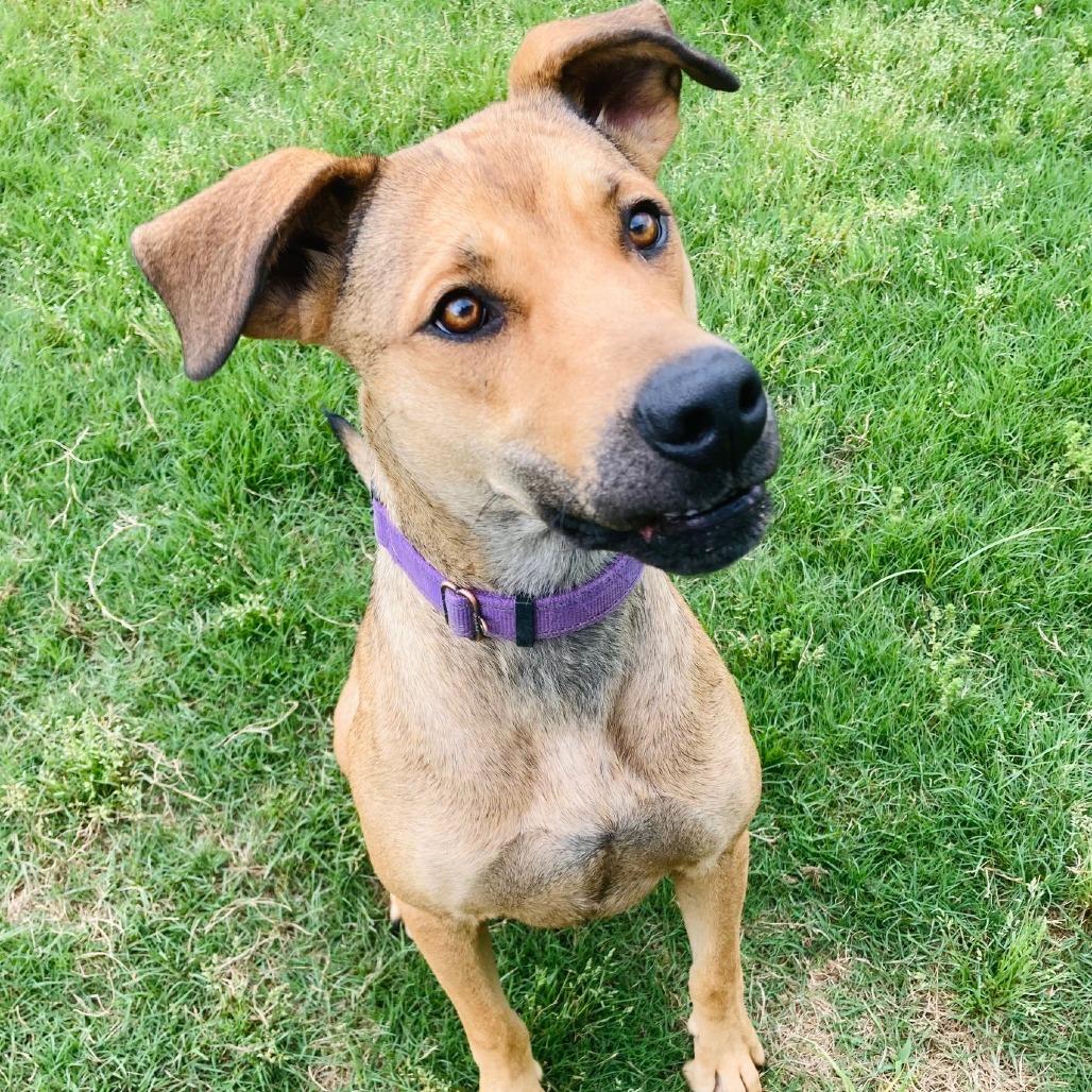 Perdita, a Adoptable mixed breed in Cabot, AR image 4/4