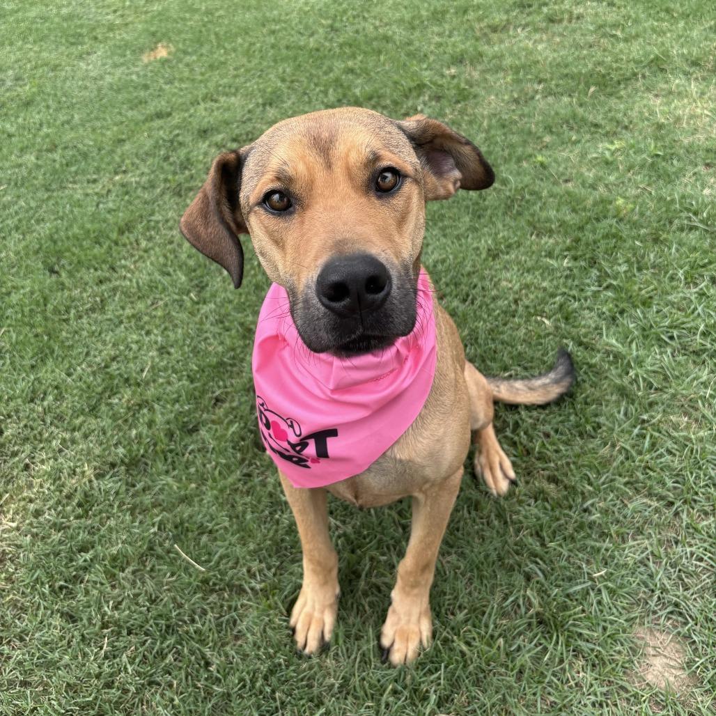 Enlarge Perdita, a Adoptable mixed breed in Cabot, AR image 5/5