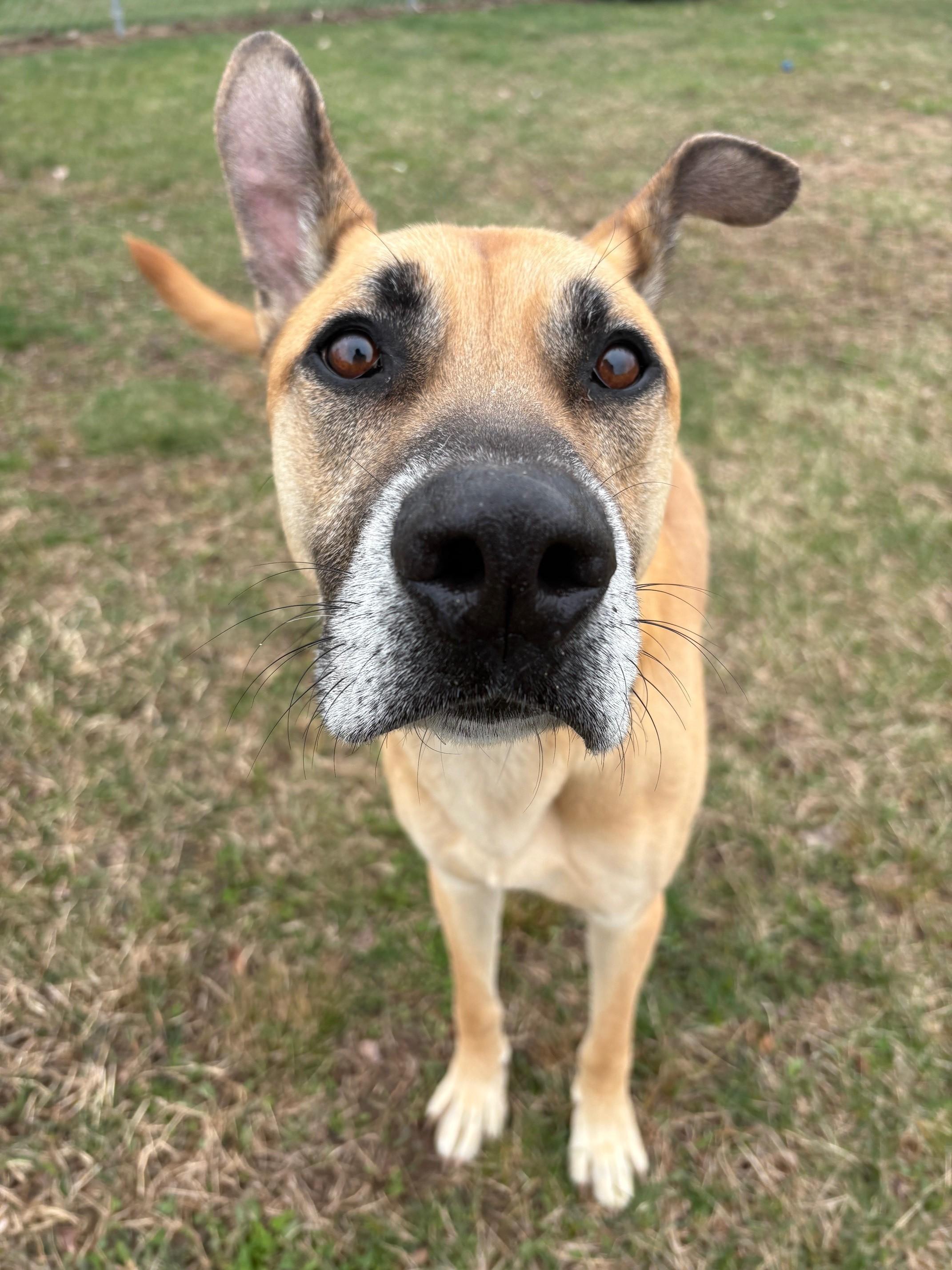Enlarge Spike, a ADOPTABLE Mixed Breed in Ionia, MI image 4/6