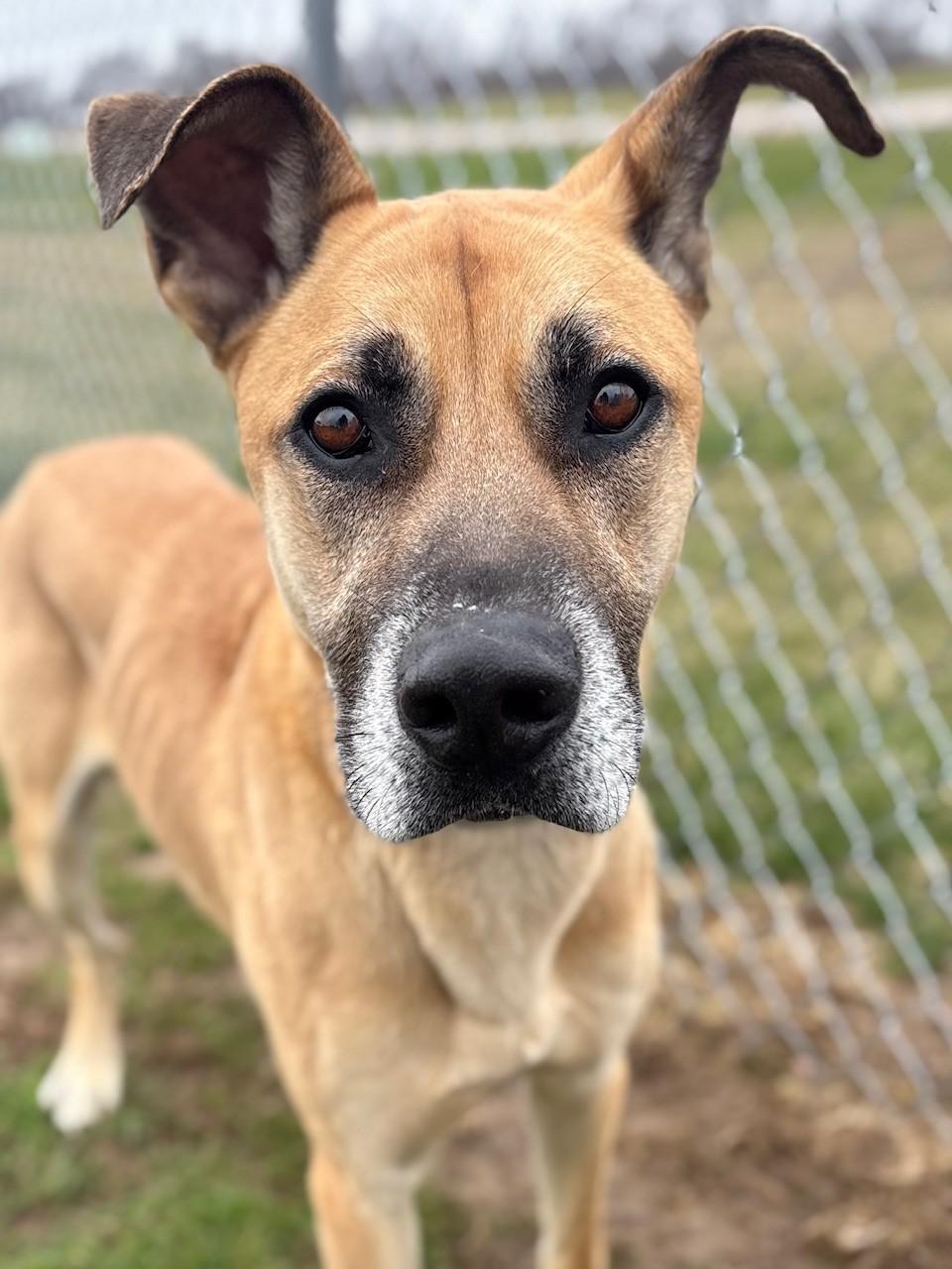 Enlarge Spike, a ADOPTABLE Mixed Breed in Ionia, MI image 1/6