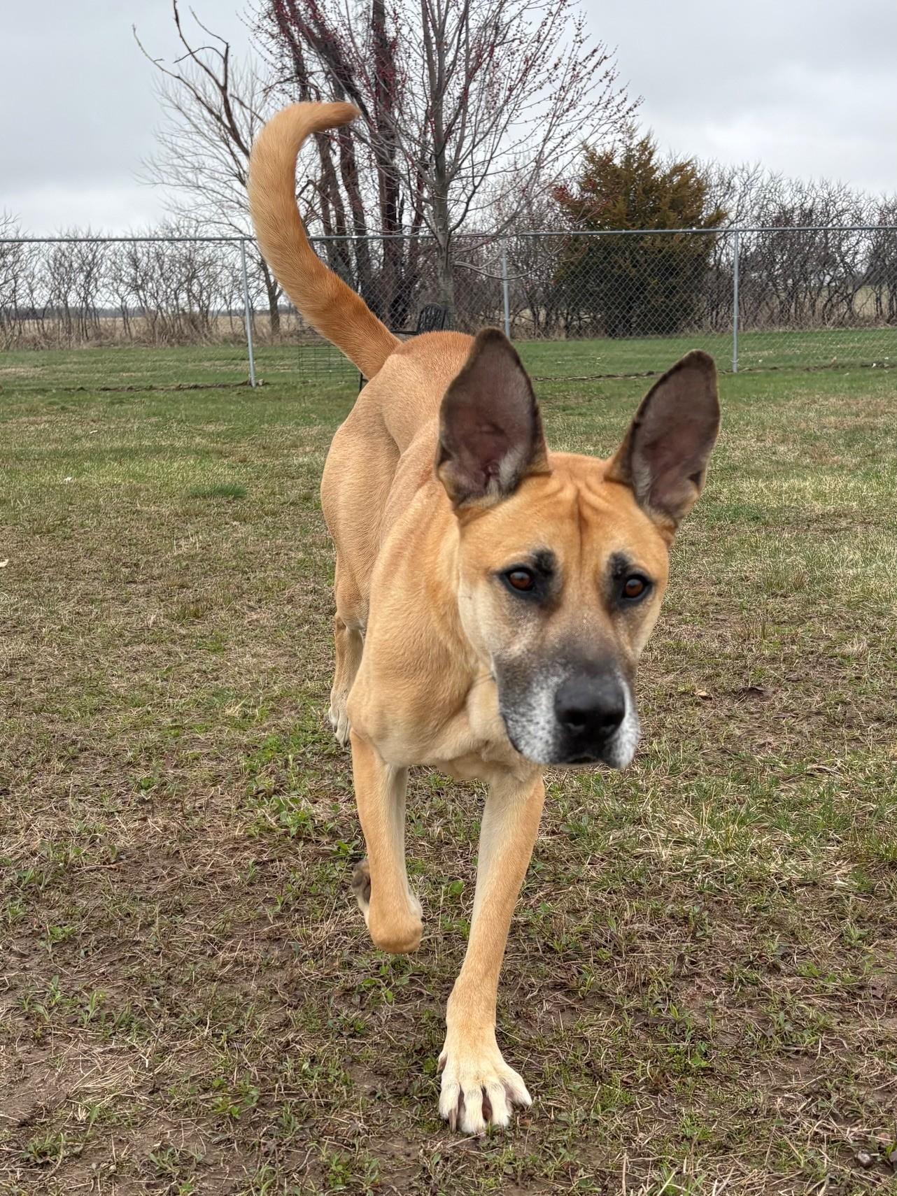 Enlarge Spike, a ADOPTABLE Mixed Breed in Ionia, MI image 5/6