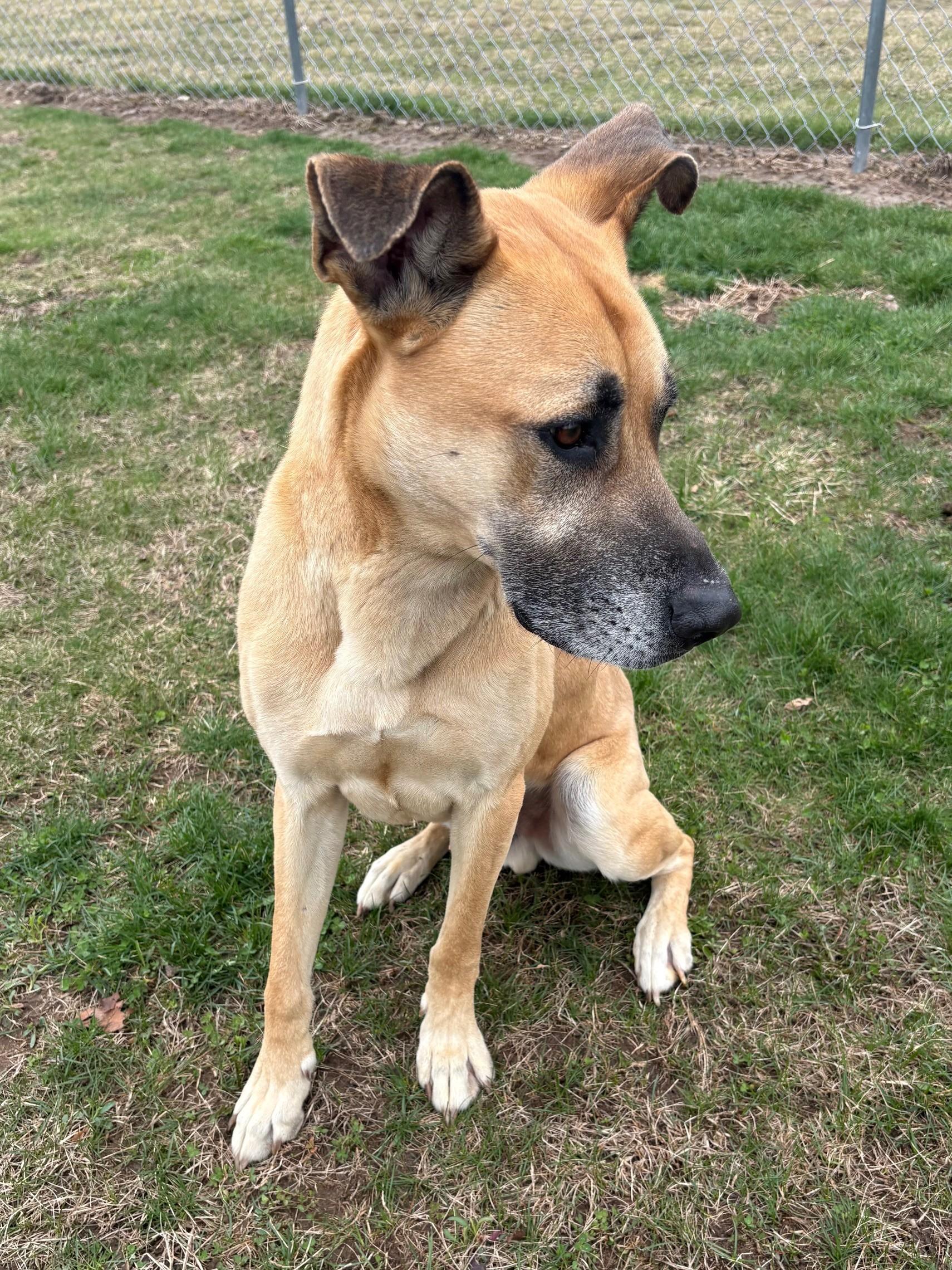 Enlarge Spike, a ADOPTABLE Mixed Breed in Ionia, MI image 2/6