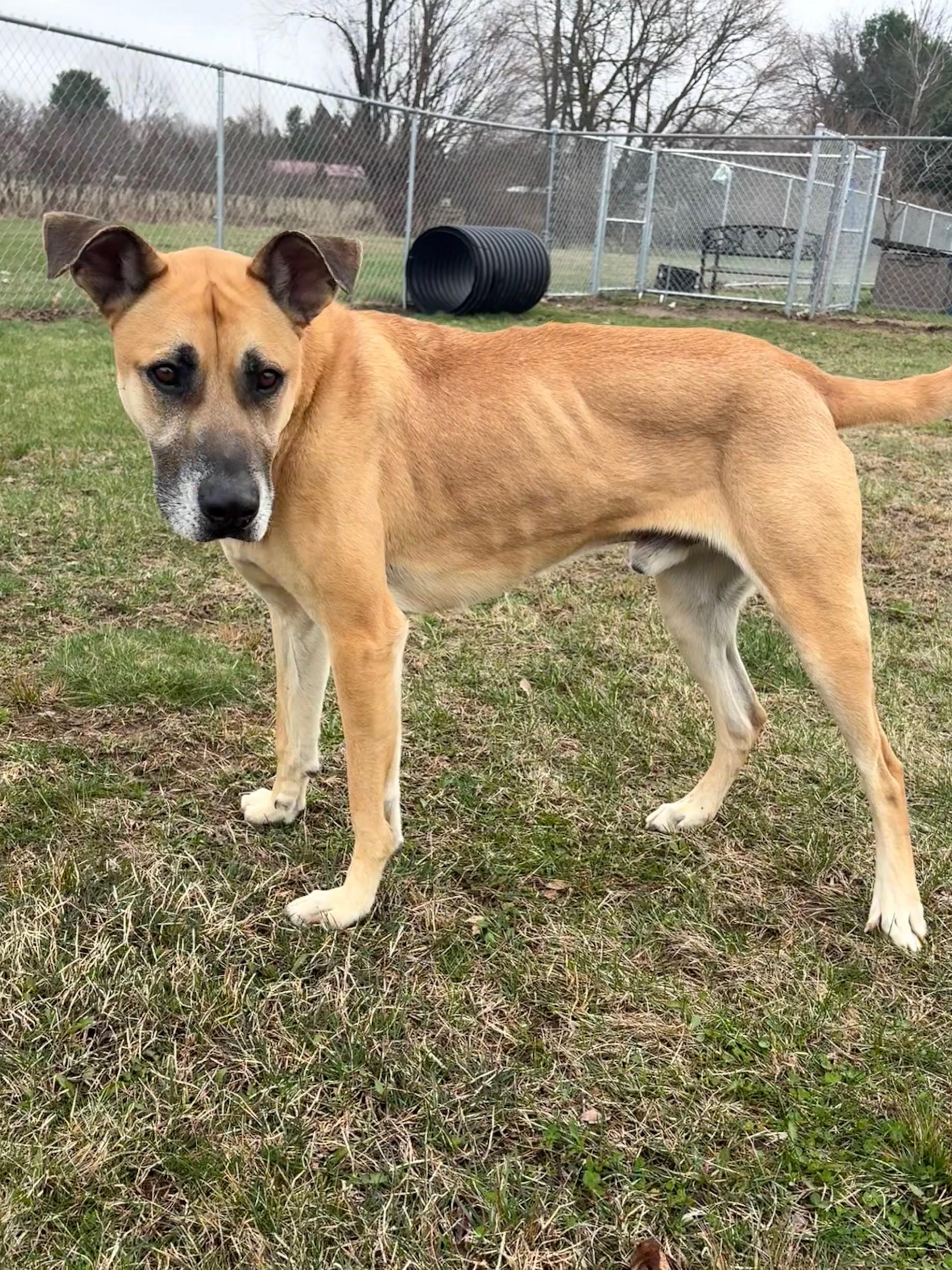 Enlarge Spike, a ADOPTABLE Mixed Breed in Ionia, MI image 3/6
