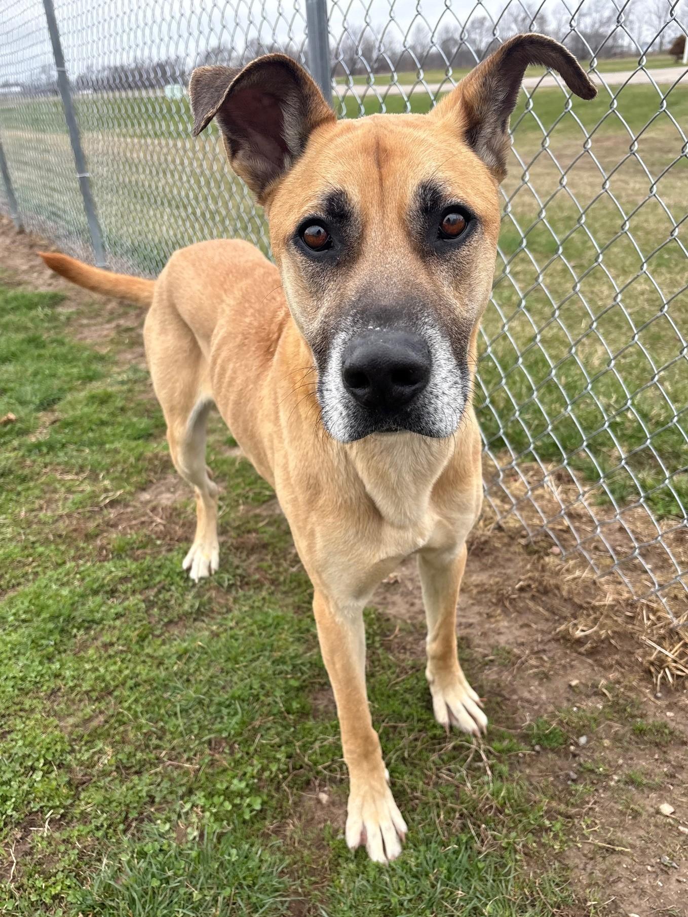 Enlarge Spike, a ADOPTABLE Mixed Breed in Ionia, MI image 6/6