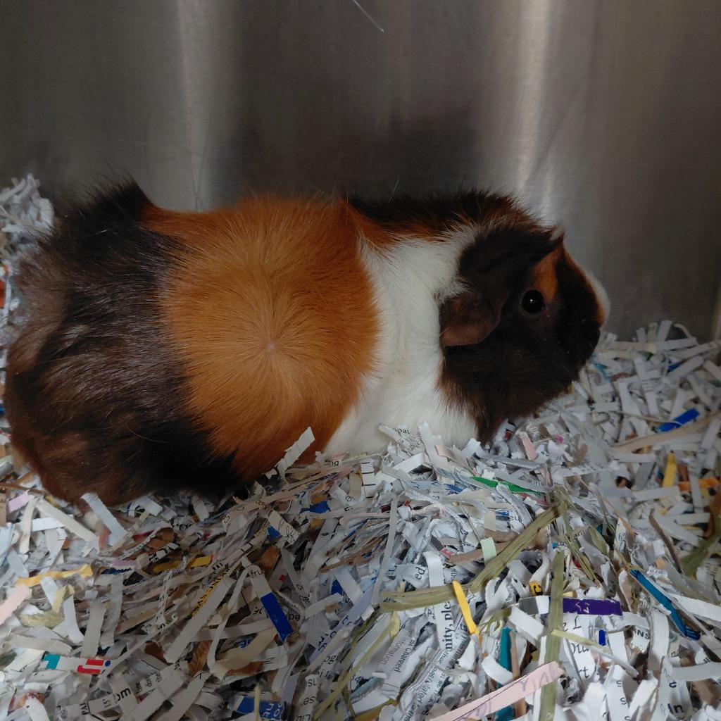 Ginger, Adoptable, Adult Female Guinea Pig.