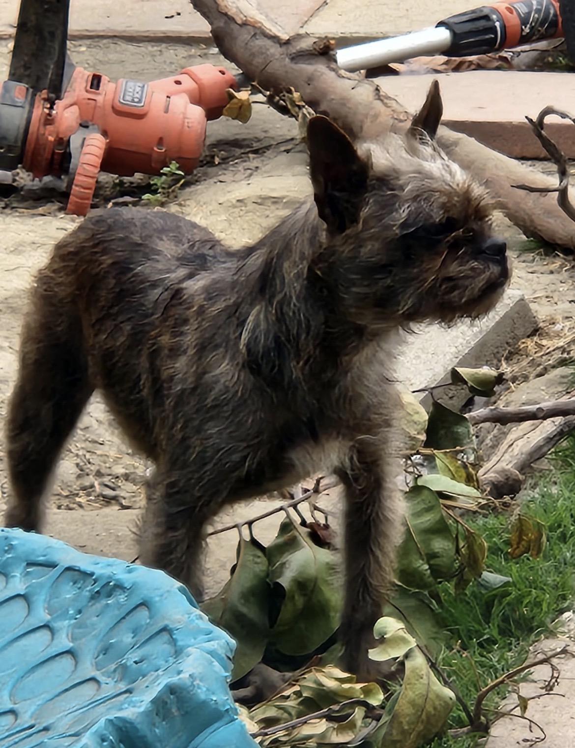 Indy-Owner Passed- for Rescue or adoption, adopted, Young Female Brussels Griffon.