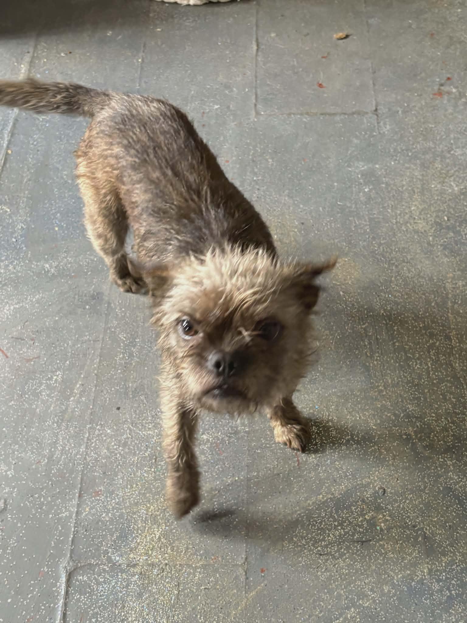 Enlarge Indy-Owner Passed- for Rescue or adoption, an adopted mixed breed in Torrance, CA image 2/2