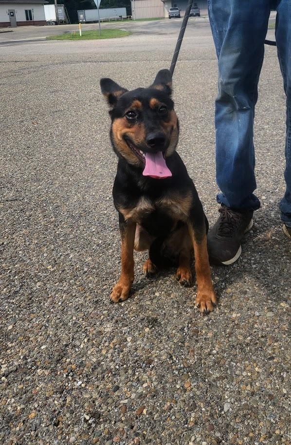 Enlarge HUNTER 228-26, a Adoptable mixed breed in Cambridge, OH image 1/1