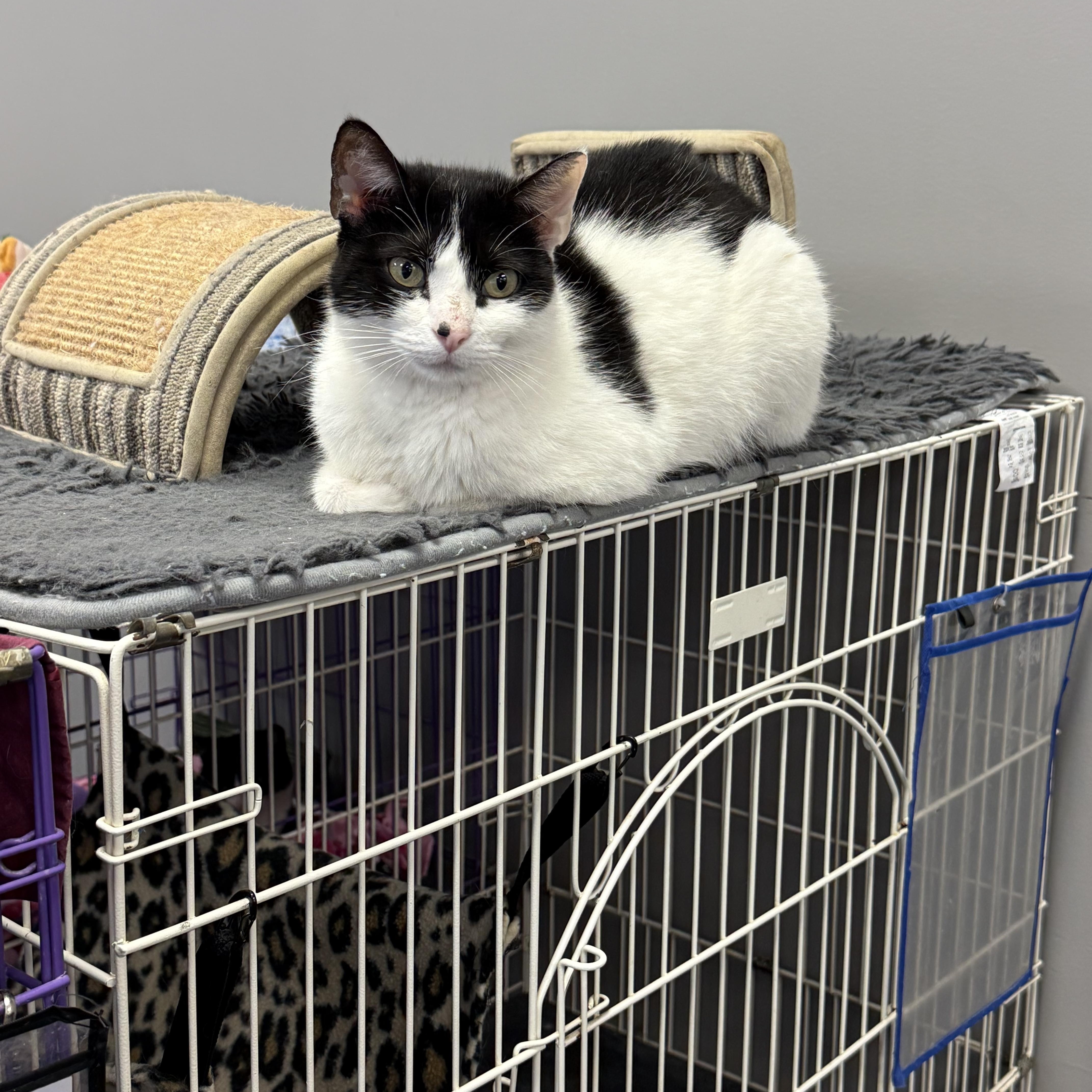 Molly, ADOPTABLE, Adult Female Domestic Short Hair.