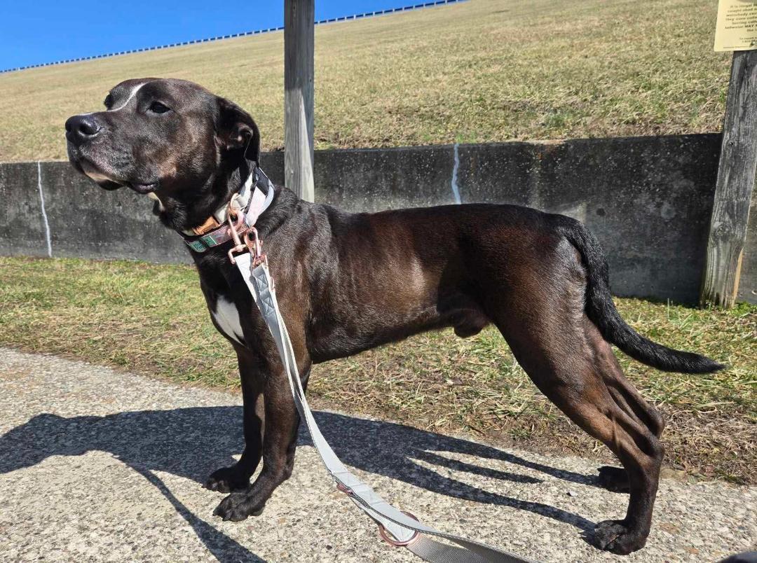 Smokey, Adoptable, Adult Male American Staffordshire Terrier & Standard Poodle.