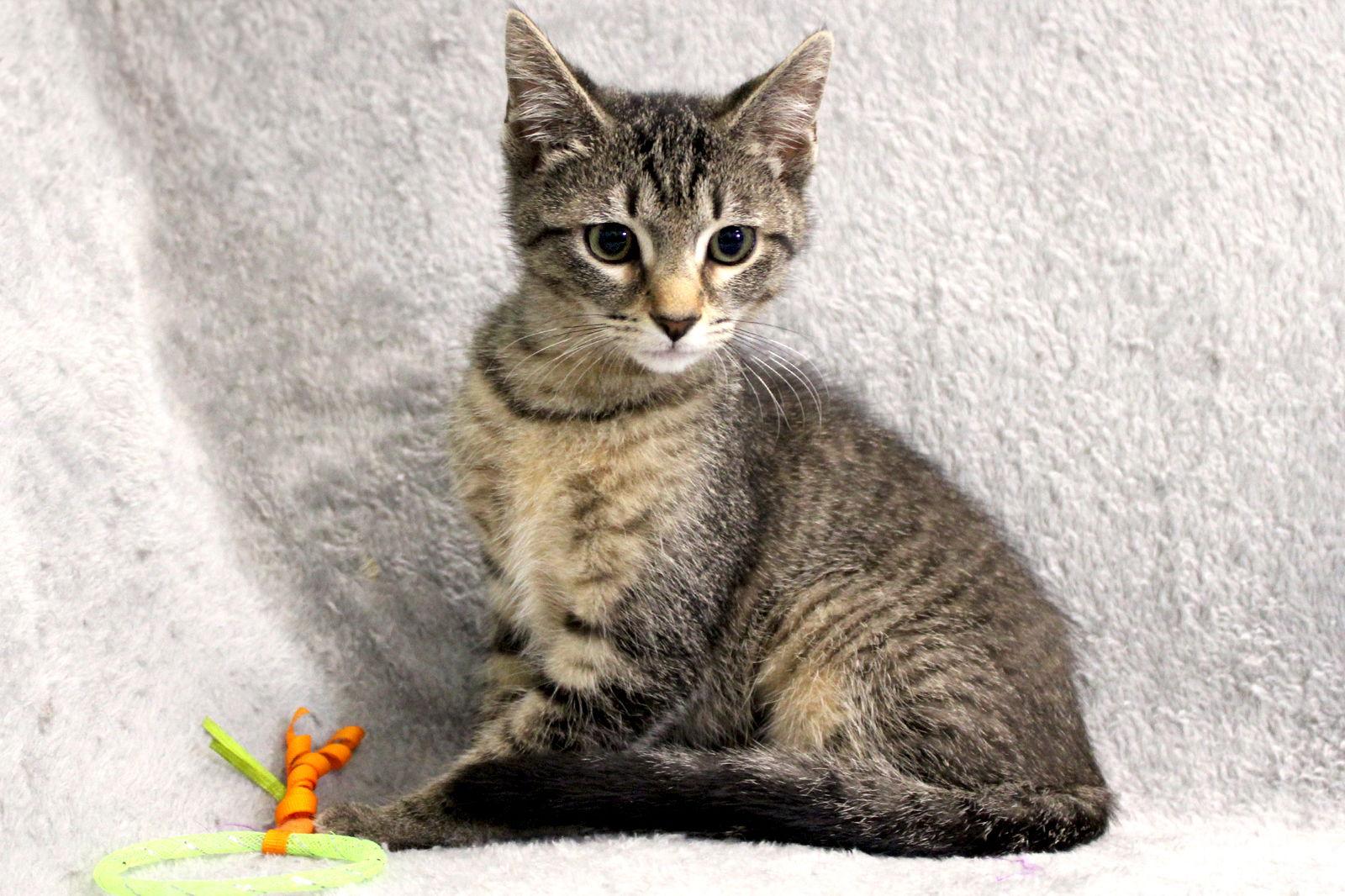 Enlarge Poppi, a Adopted mixed breed in Buford, GA image 1/3