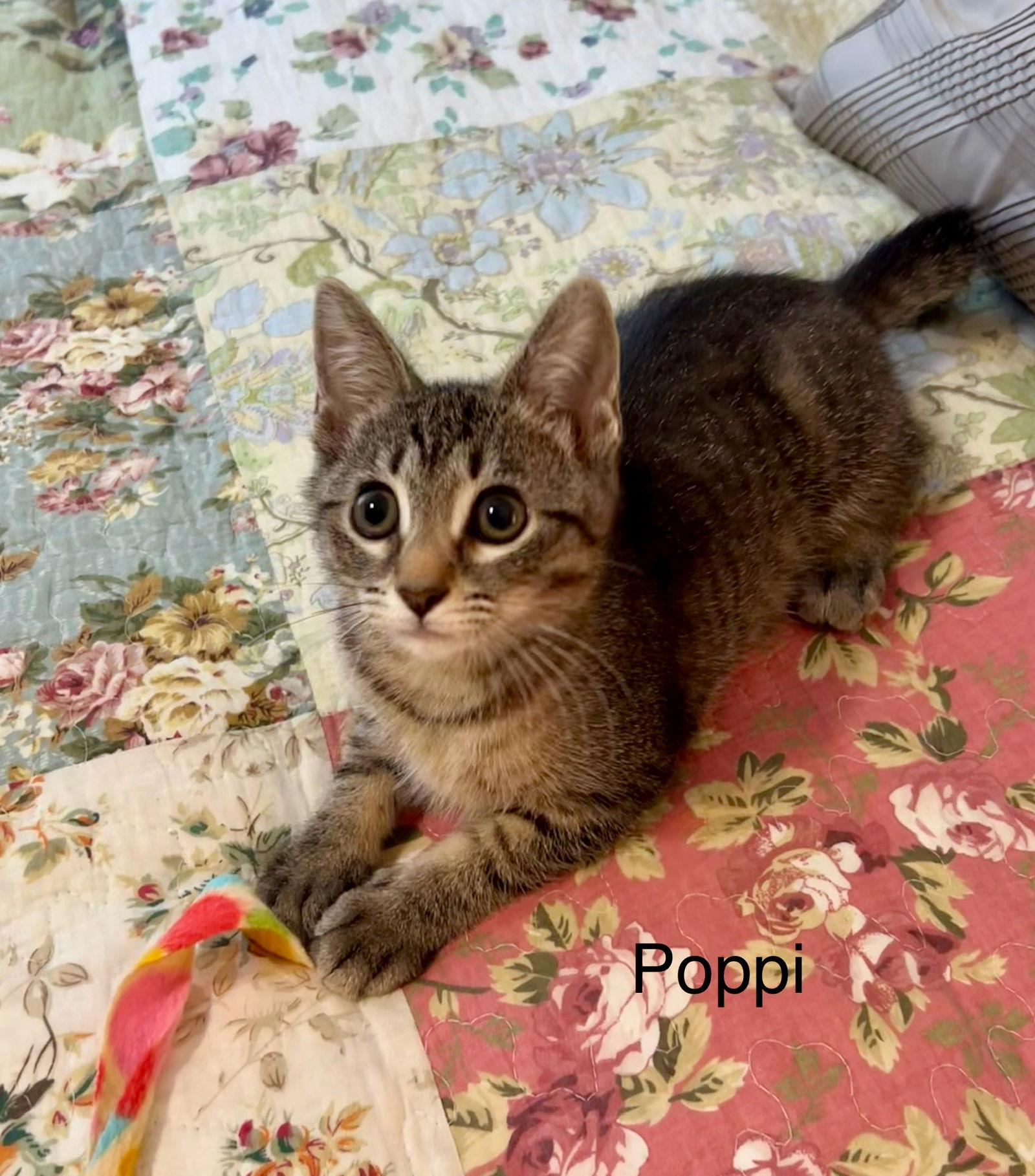 Enlarge Poppi, a Adopted mixed breed in Buford, GA image 2/3