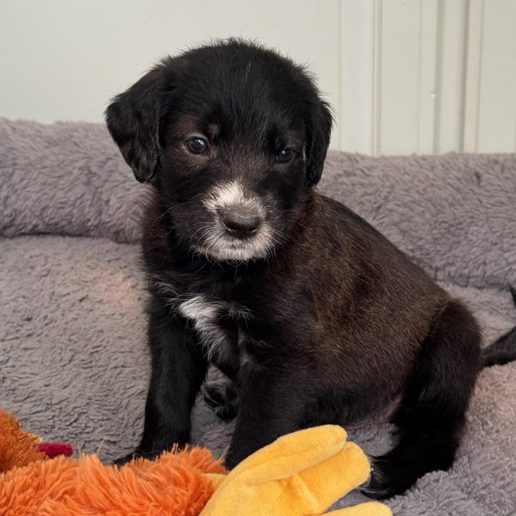 Bam Bam, Adoptable, Puppy Male Terrier & Schnauzer.