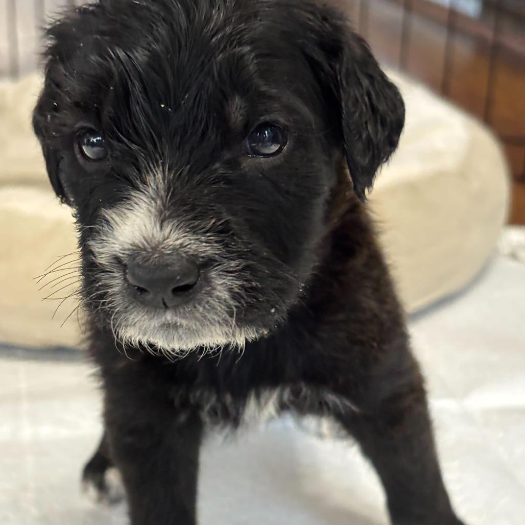 Enlarge Bam Bam, a Adoptable mixed breed in North Hollywood, CA image 2/5