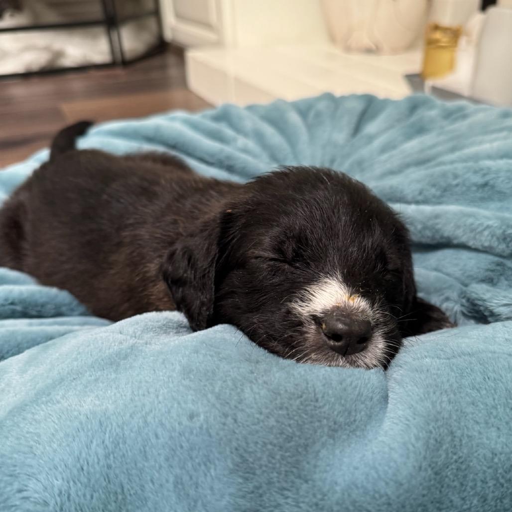 Enlarge Bam Bam, a Adoptable mixed breed in North Hollywood, CA image 3/5