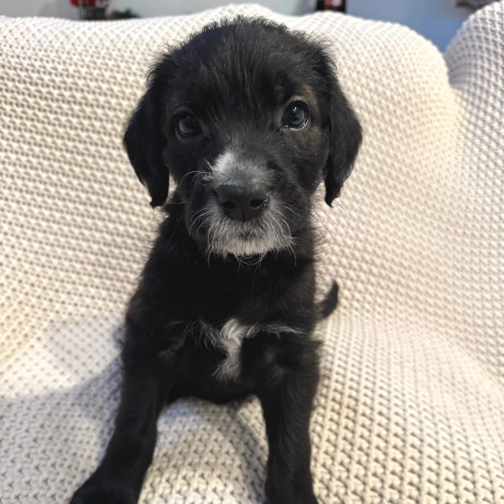 Enlarge Bam Bam, a Adoptable mixed breed in North Hollywood, CA image 4/5