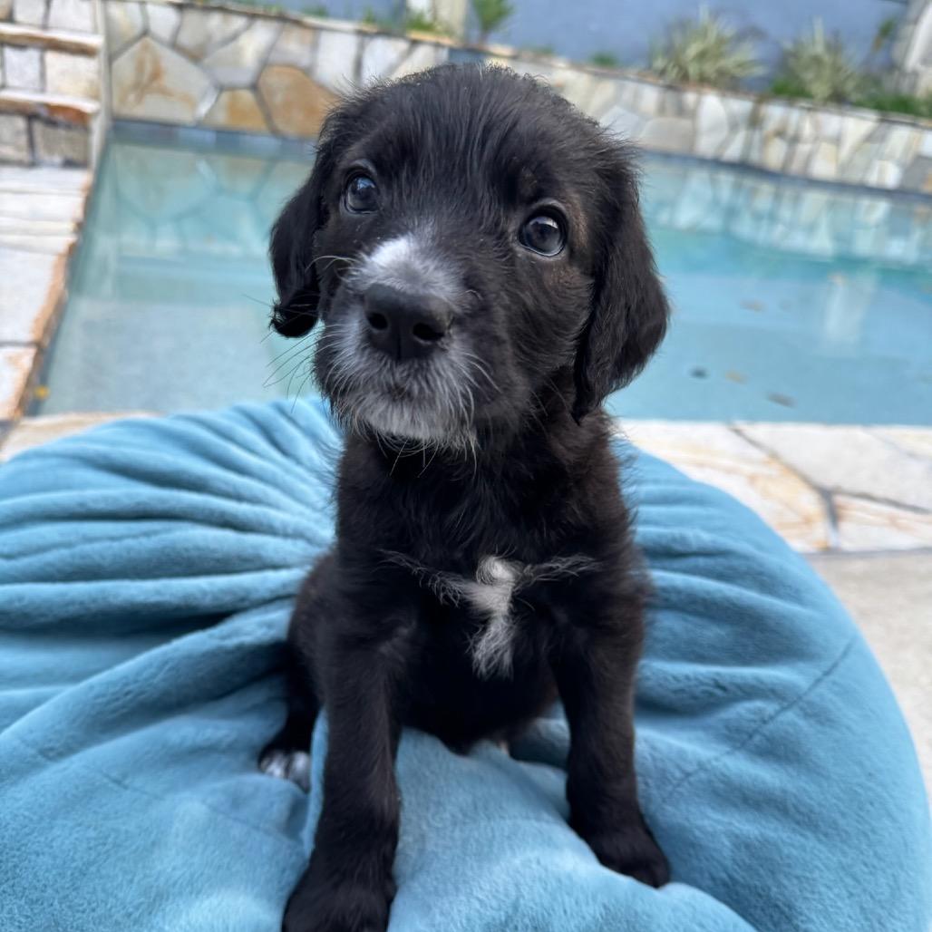 Enlarge Bam Bam, a Adoptable mixed breed in North Hollywood, CA image 5/5