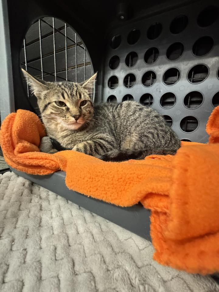 Maple, adoptable, Young Male Domestic Short Hair.