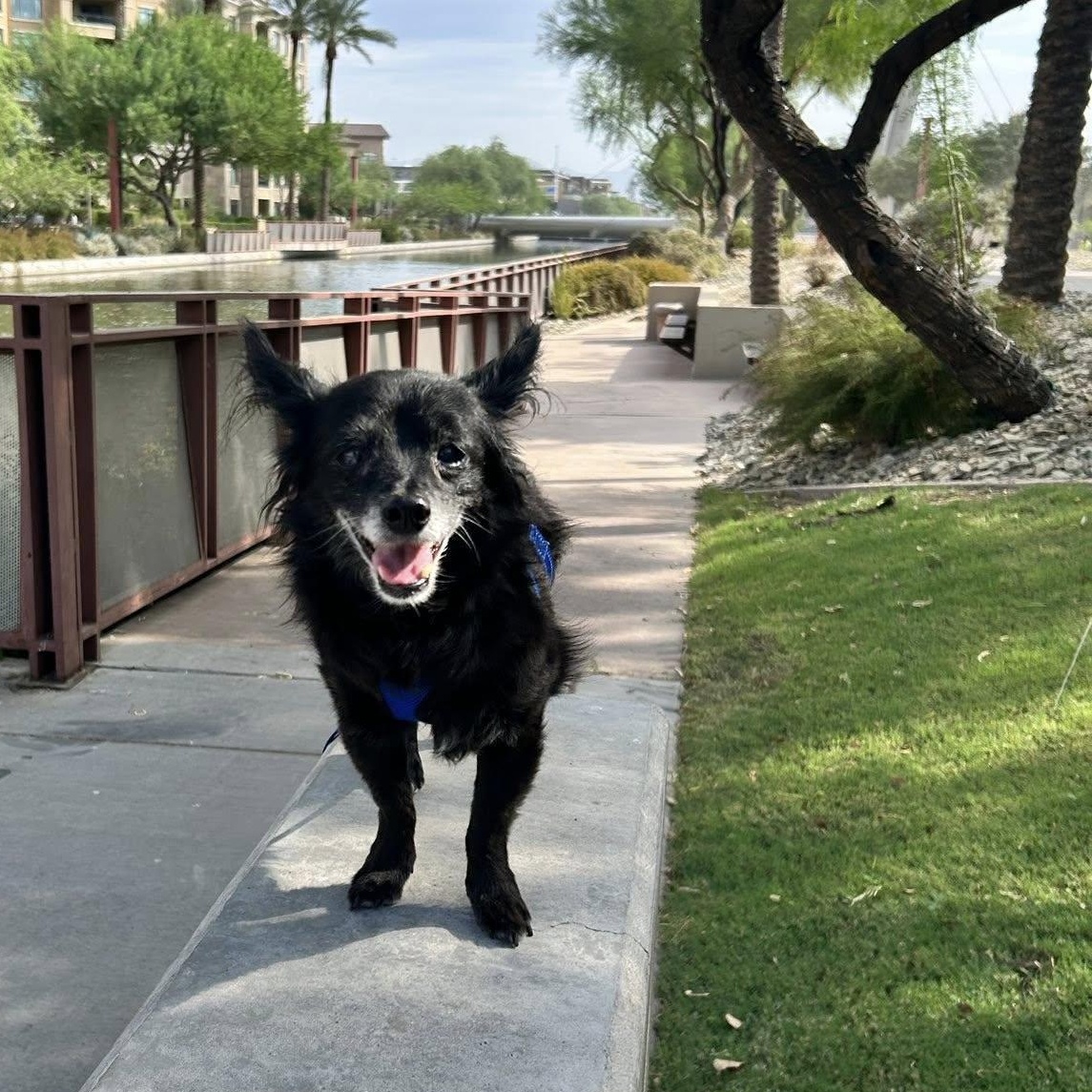 Enlarge Pippin, a Adoptable mixed breed in Scottsdale, AZ image 2/6