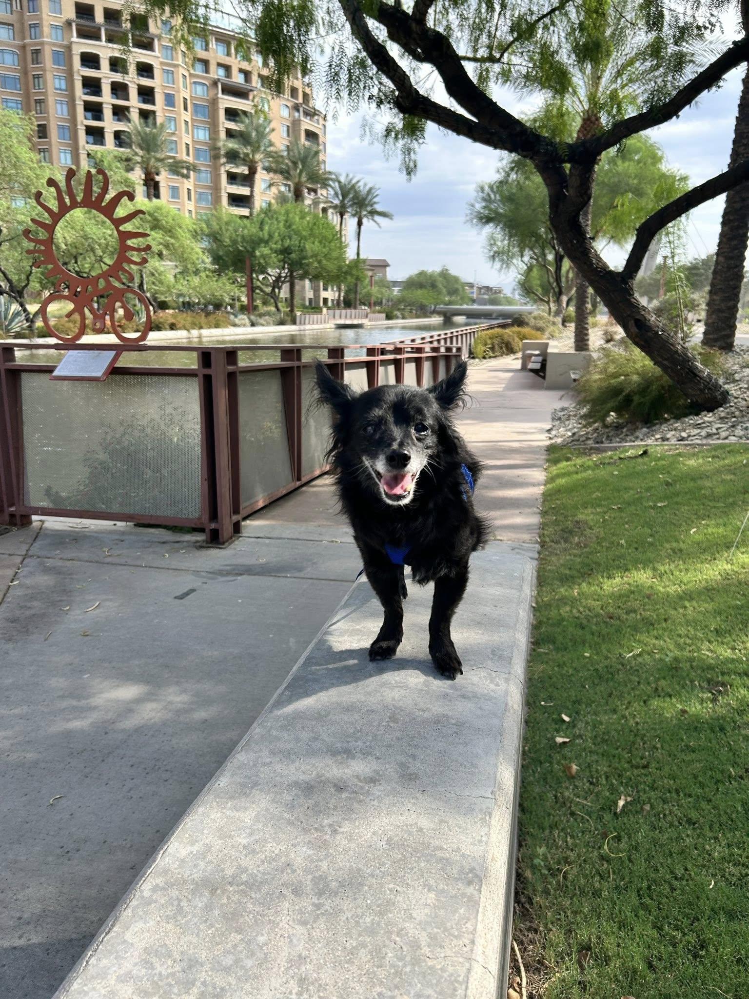 Pippin, a Adoptable mixed breed in Scottsdale, AZ image 3/5